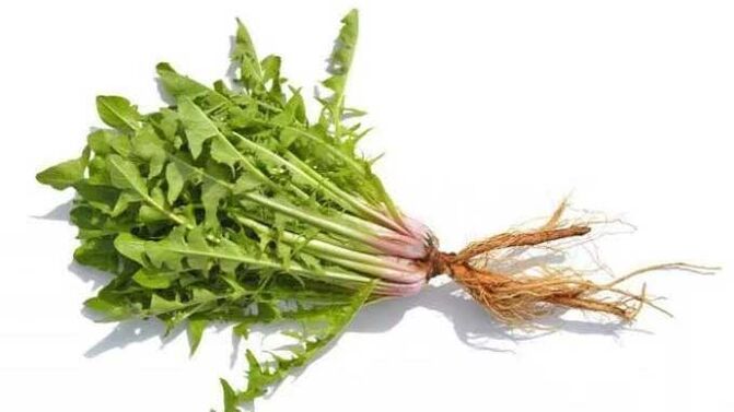 جذر الهندباء في Normadex