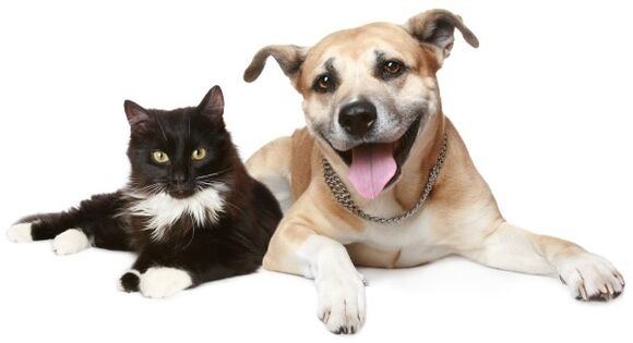 الحيوانات هي مصدر للعدوى الطفيلية