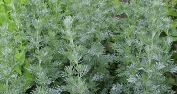 Wormwood من الطفيليات