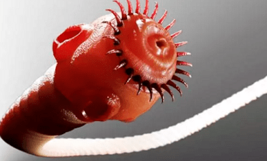 ما يمكن أن يعيش الطفيليات في جسم الإنسان